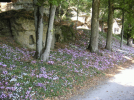 Cyclamens dans le parc du chateau de Rochambeau