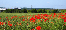 TGV sur coquelicots